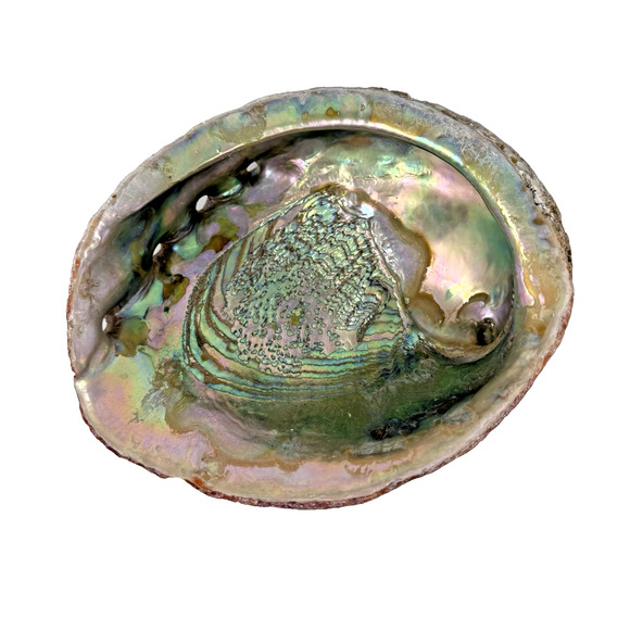 Vintage Large Natural Abalone Shell 7.5"x6.25" Iridescent w/ Barnacles Decor - Picture 1 of 16